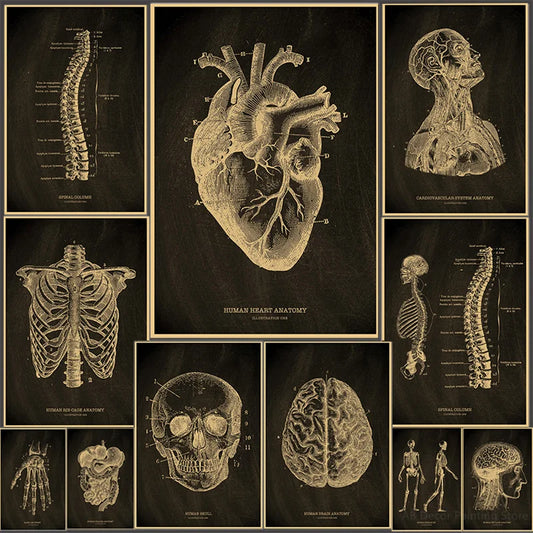 Heart/Skull/Brain Kraft Paper Poster Chalkboard Anatomical Skeleton Vintage Home Room Medicine Decor Medical Art Wall Painting