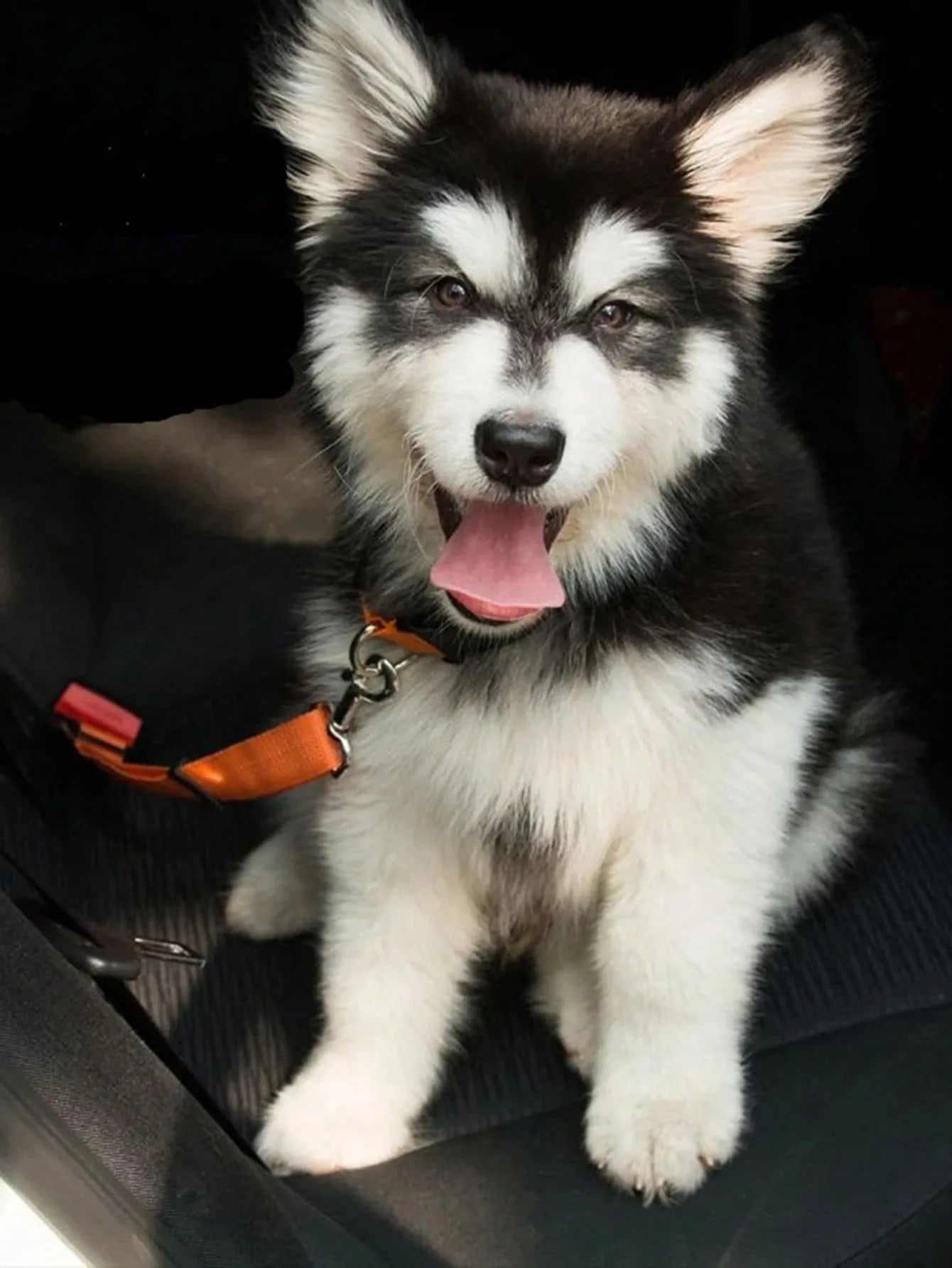 Pet Seat Belt For Dog